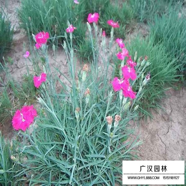 長(zhǎng)夏石竹種子(圖3)