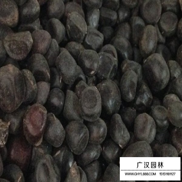 松葉牡丹復(fù)瓣種子(圖1)