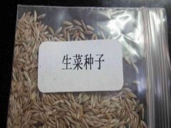 白生菜種子