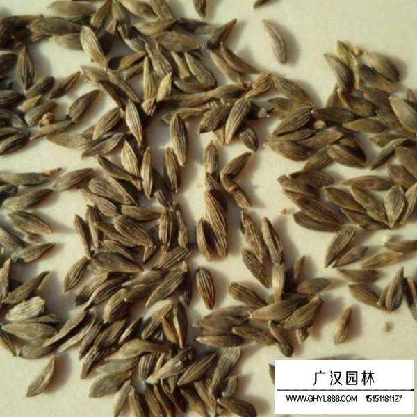 白生菜種子(圖2)