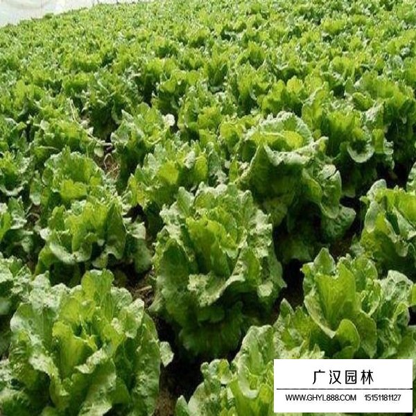 白生菜種子(圖3)