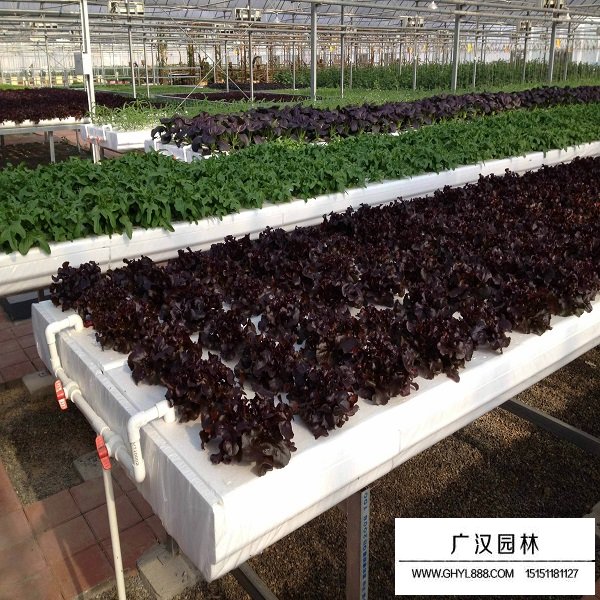 黑生菜種子(圖2)