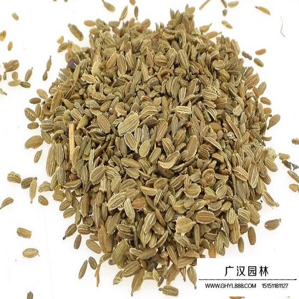 胡蘿卜種子(圖1)