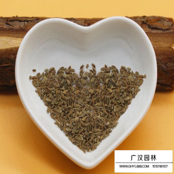 胡蘿卜種子(圖2)