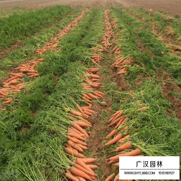 胡蘿卜種子(圖3)