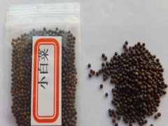 小白菜種子