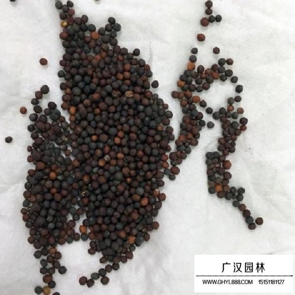 小白菜種子(圖2)