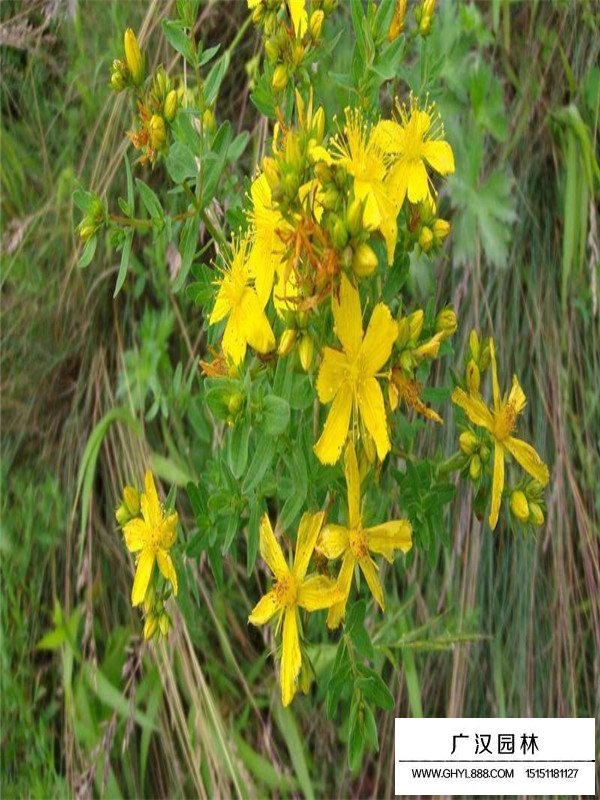 連翹的介紹(圖2)