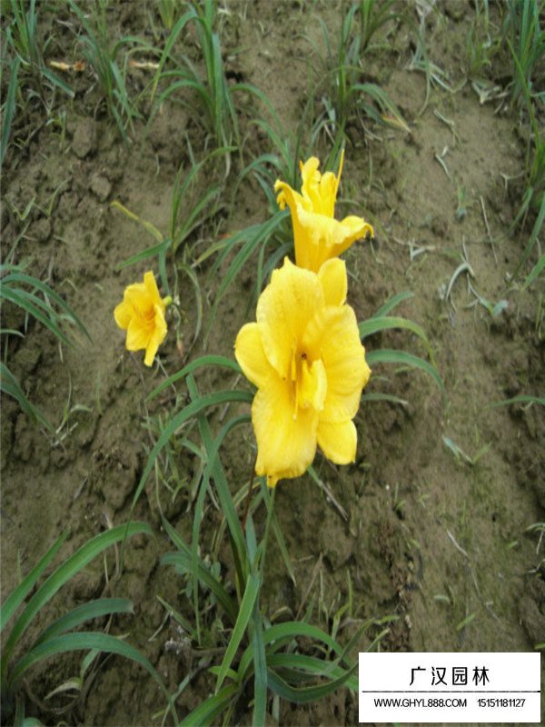 金娃娃萱草的生存環(huán)境(圖2)