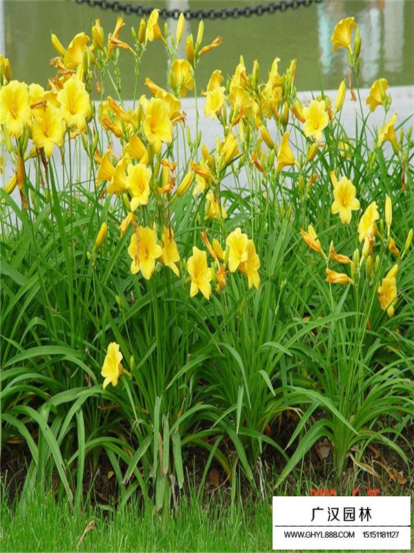 金娃娃萱草的生存環(huán)境(圖4)