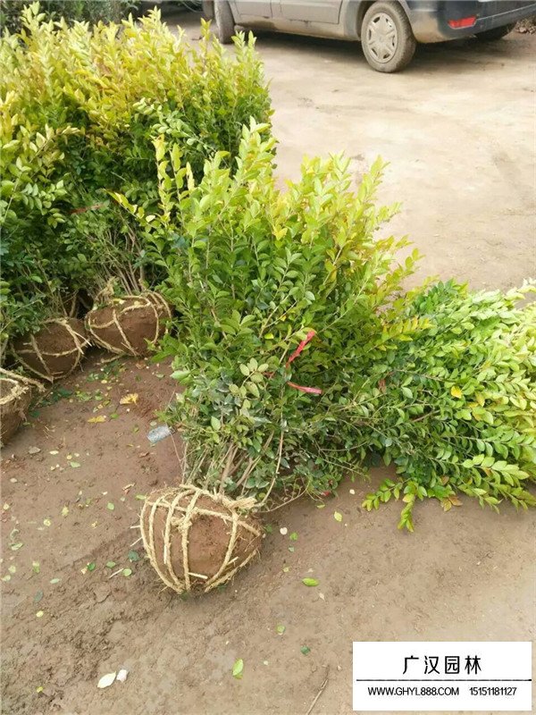 金葉女貞球有哪些病蟲害？(圖1)