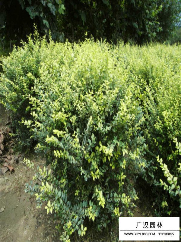 金葉女貞球有哪些病蟲害？(圖3)