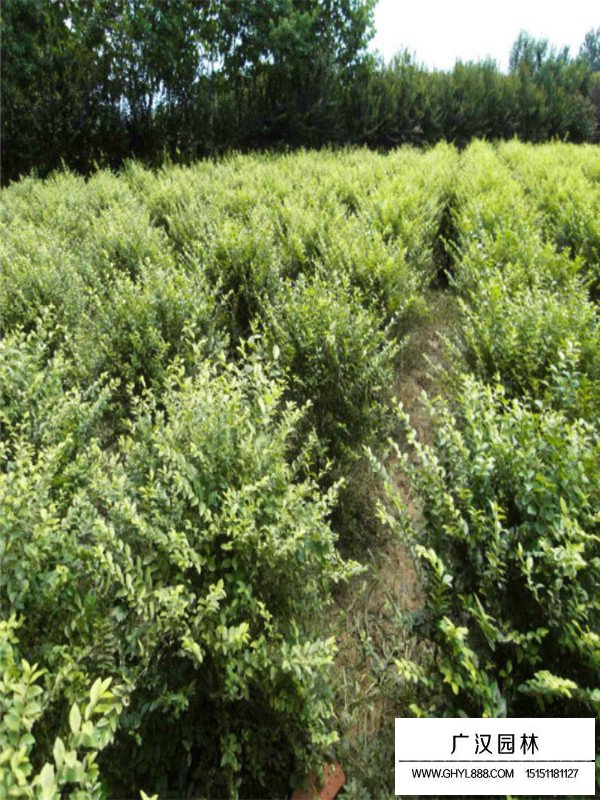 金葉女貞球有哪些病蟲害？(圖4)