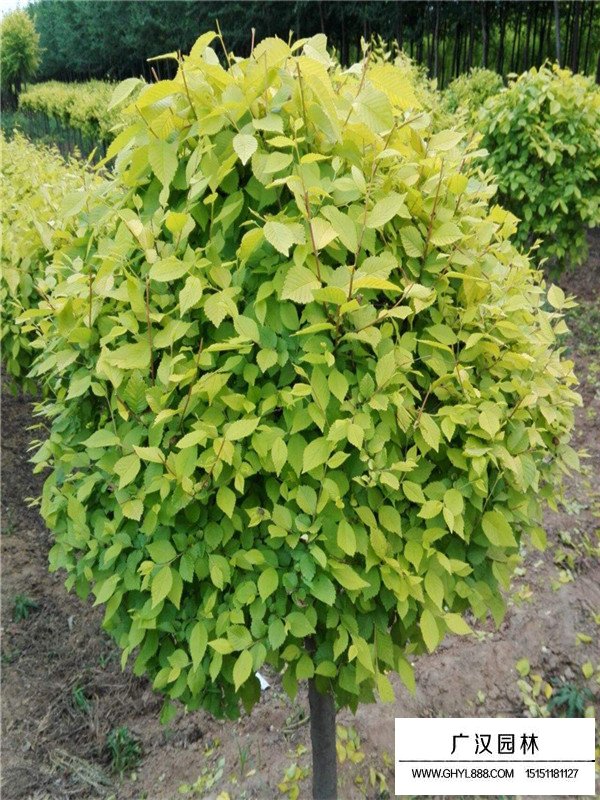 金葉榆的介紹(圖3)