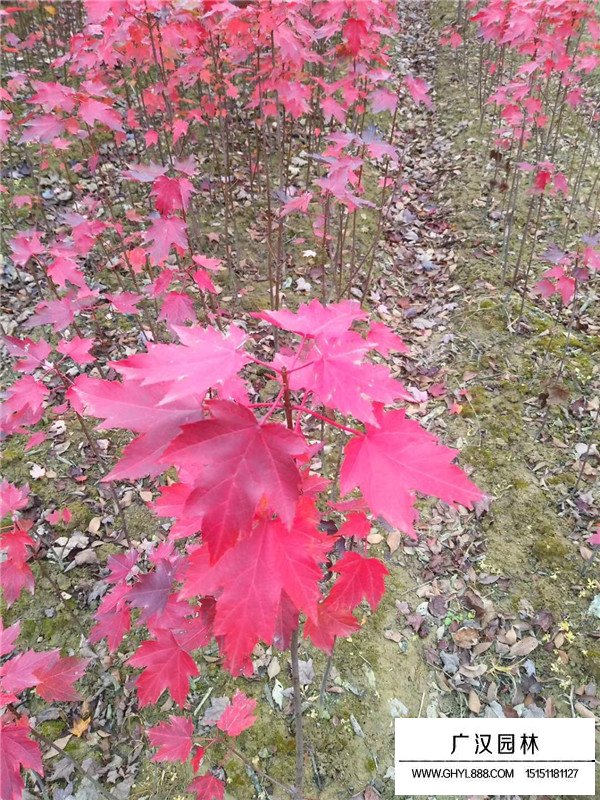 美國(guó)紅楓如何繁殖？(圖4)
