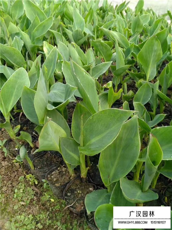 美人蕉的介紹(圖1)