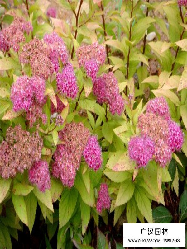 什么環(huán)境適合繡線菊生長(zhǎng)？(圖2)