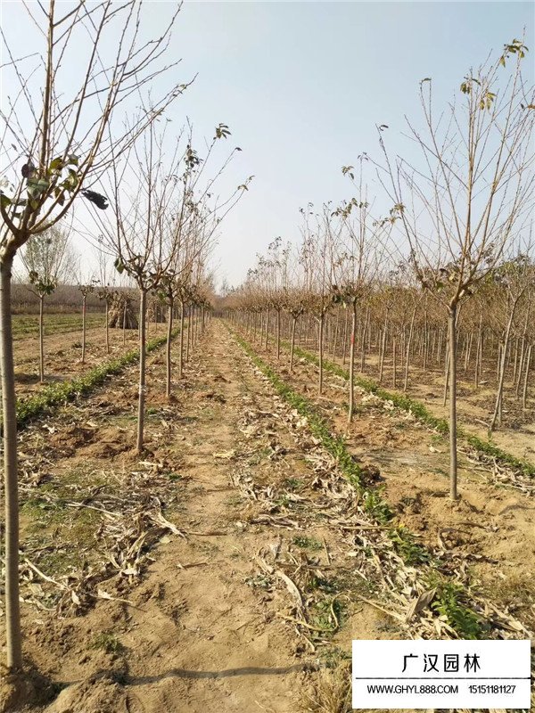 櫻花有多少品種？(圖3)