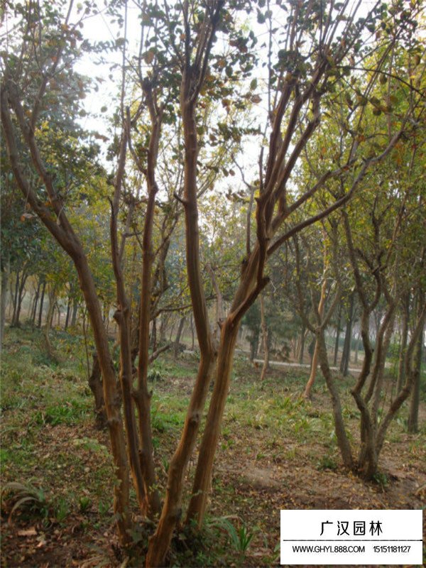 紫薇樹(shù)的介紹(圖4)