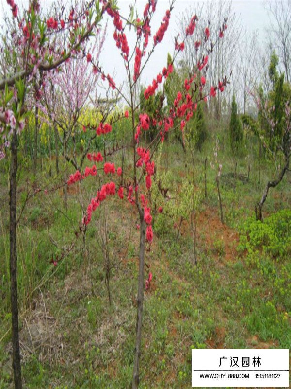 紫葉碧桃的介紹(圖3)