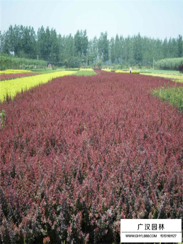 紫葉小檗的特征(圖3)