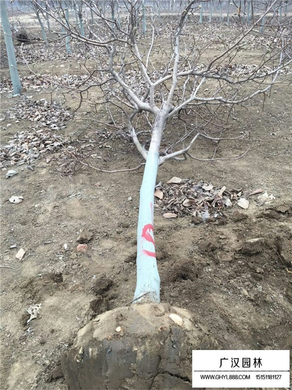 紫玉蘭的種植技術(shù)(圖2)