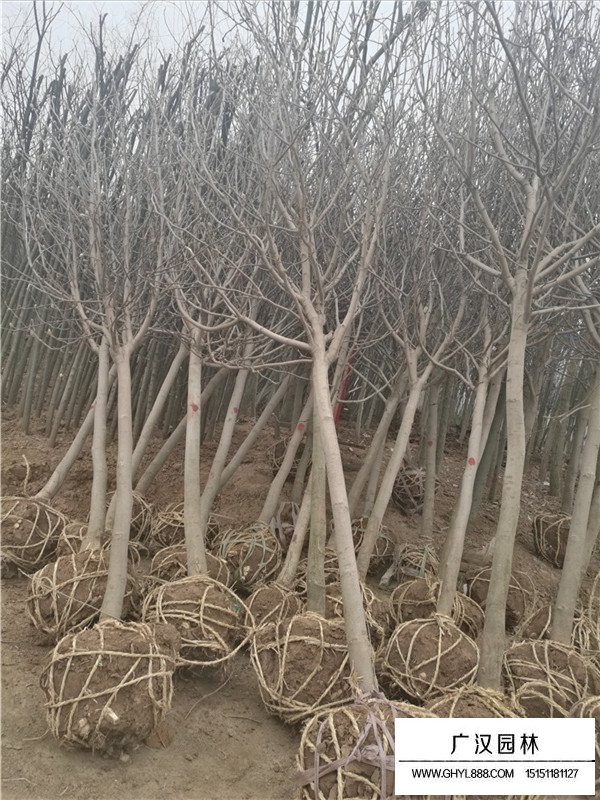 紫玉蘭的種植技術(shù)(圖4)