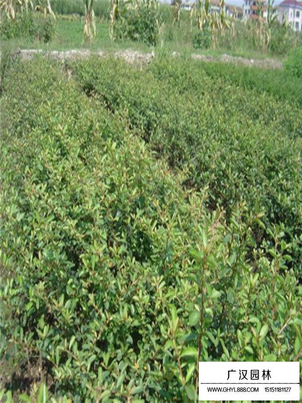 平枝栒子的種植方式(圖2)