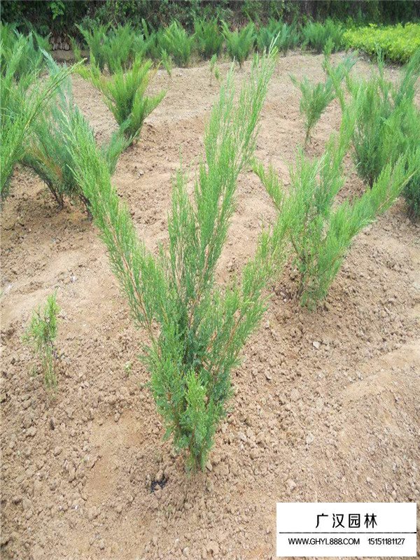 沙地柏的種植技術(shù)(圖3)