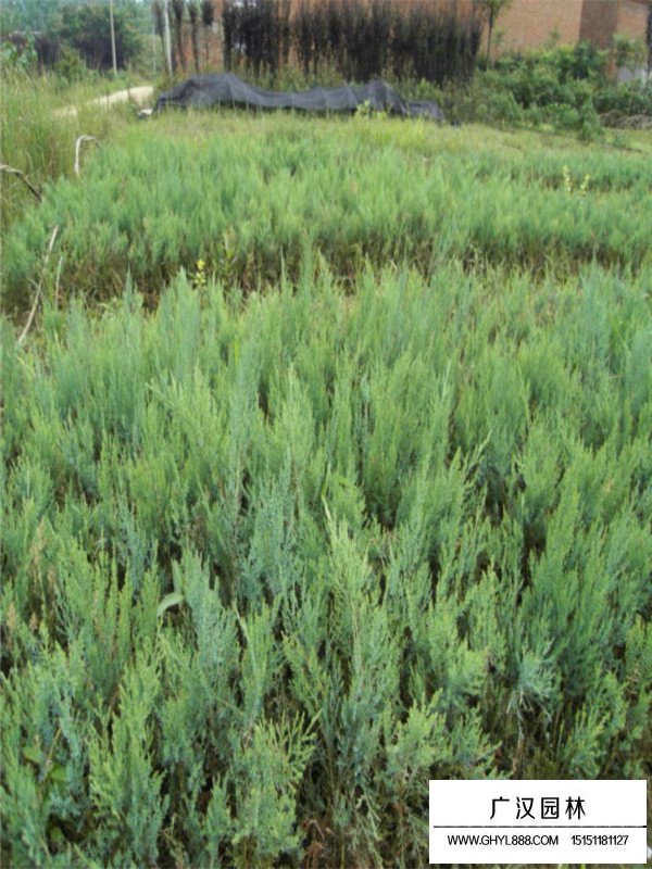 沙地柏的種植技術(shù)(圖4)