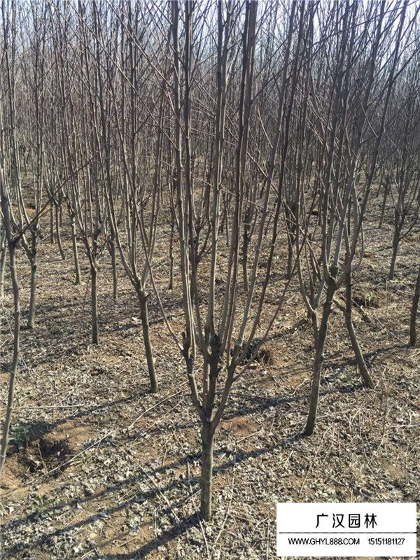 西府海棠的介紹(圖4)