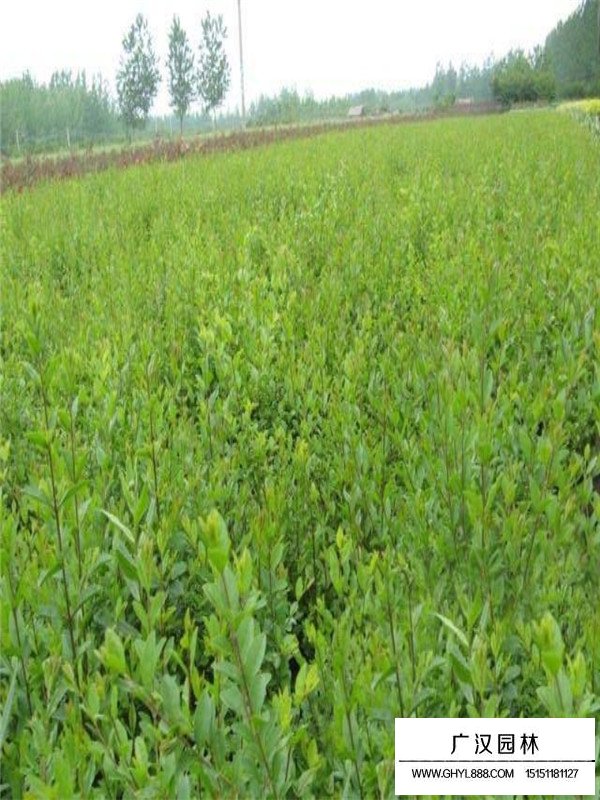 小葉女貞的栽種技術(shù)(圖1)