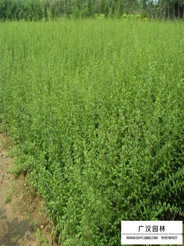 小葉女貞的栽種技術(shù)(圖2)