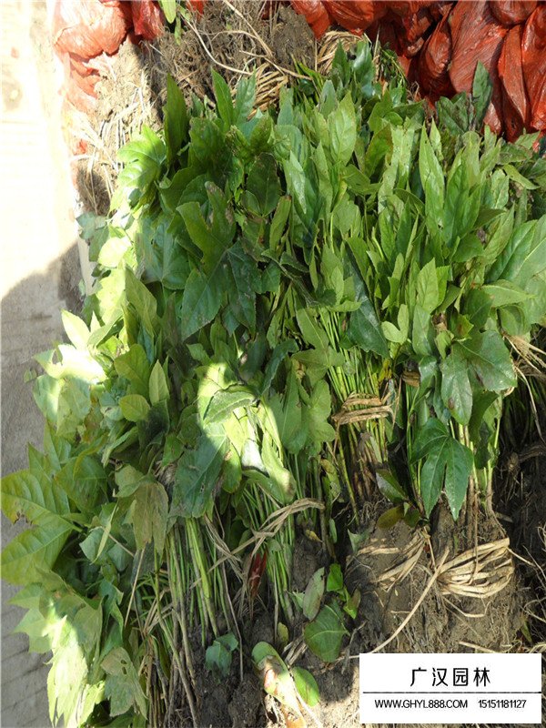 八角金盤的養(yǎng)殖技術(圖3)