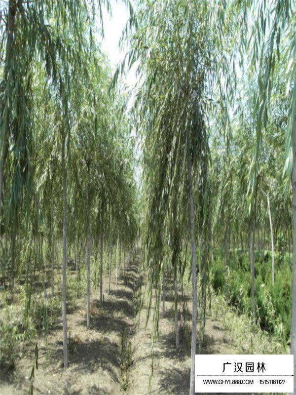 行道樹都有哪些？(圖3)