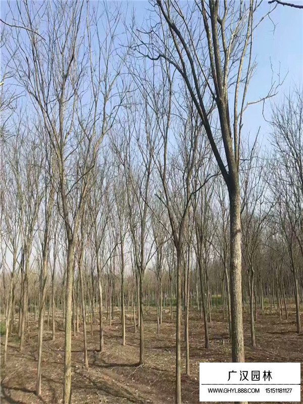 行道樹都有哪些？(圖4)