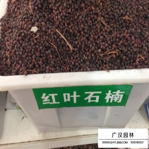 紅葉石楠種子(圖1)