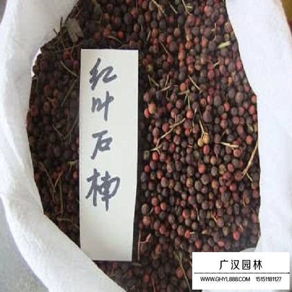 紅葉石楠種子(圖2)