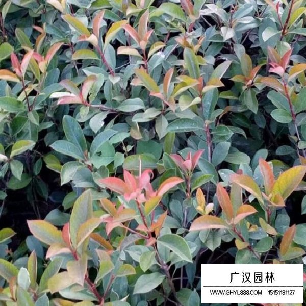 紅葉石楠種子(圖3)