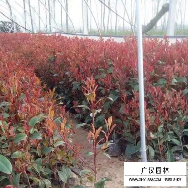 紅葉石楠種子(圖4)