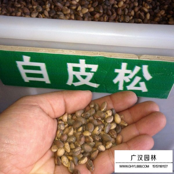 白皮松種子(圖2)