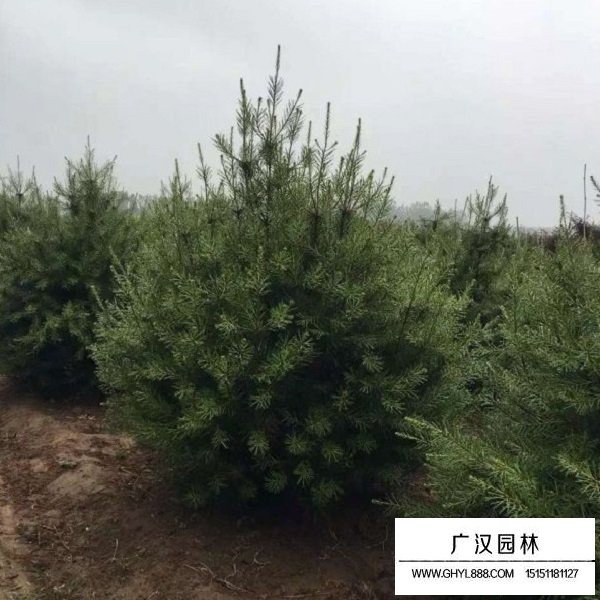 白皮松種子(圖3)