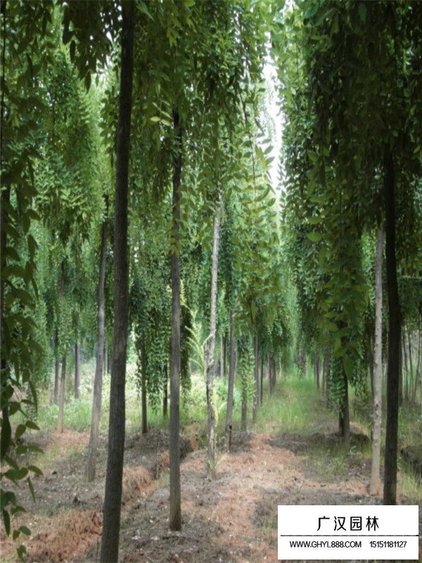 垂槐需要什么樣的生長環(huán)境？(圖3)