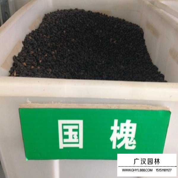 國槐種子(圖1)