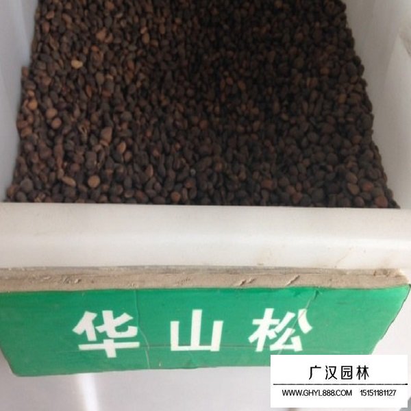 華山松種子(圖1)