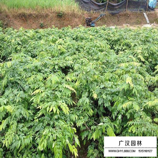 黃花梨種子(圖3)