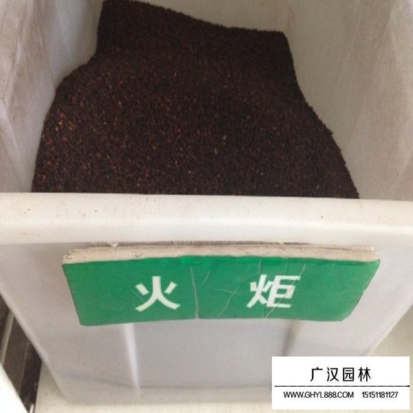 火炬樹(shù)的生長(zhǎng)習(xí)性(圖1)