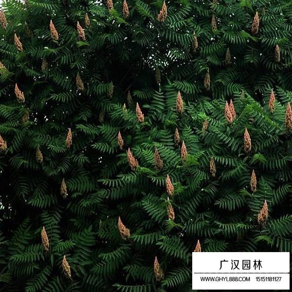 火炬樹(shù)的生長(zhǎng)習(xí)性(圖3)