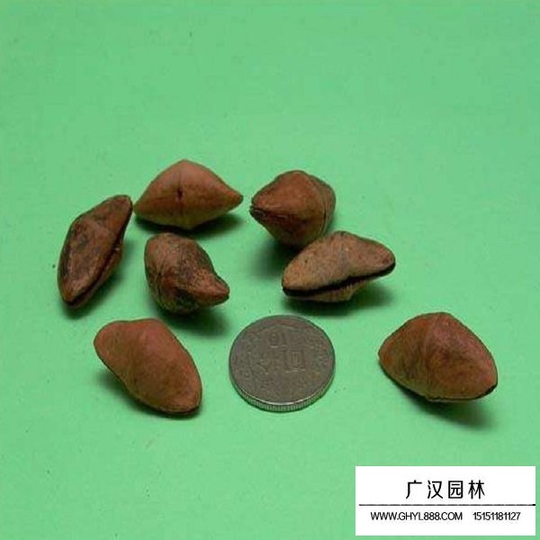 夾竹桃種子(圖1)