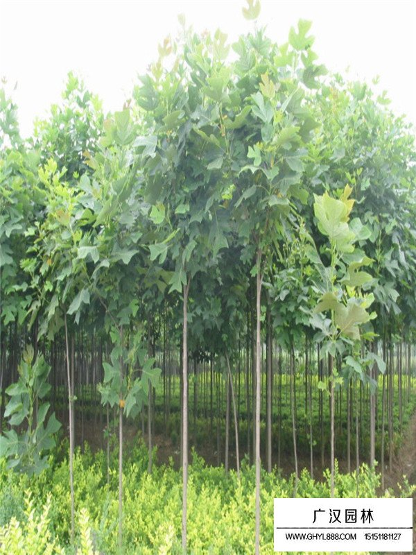 馬褂樹的介紹(圖2)